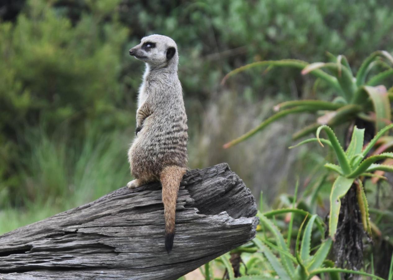 Tenikwa Wildlife Centre & Spa Plettenberg Bay Kültér fotó
