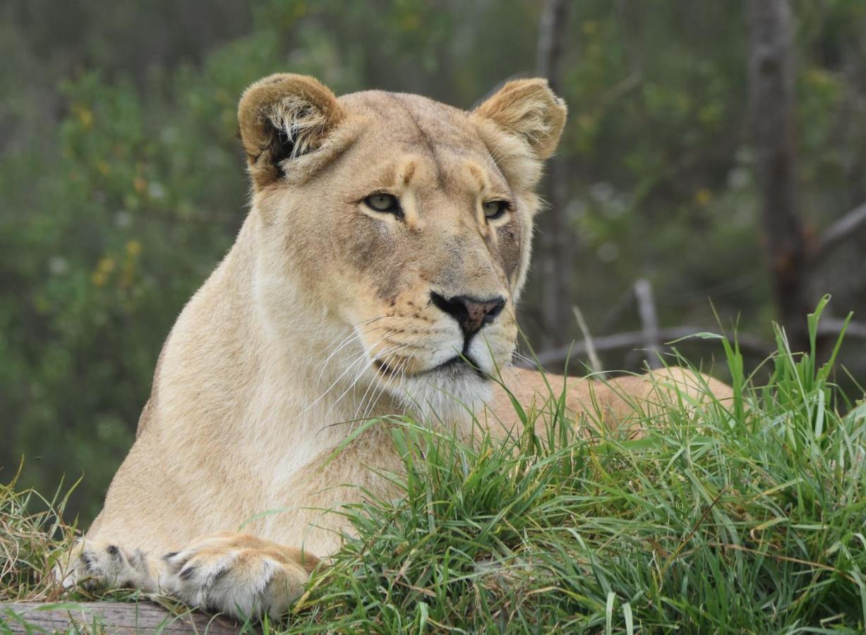 Tenikwa Wildlife Centre & Spa Plettenberg Bay Kültér fotó