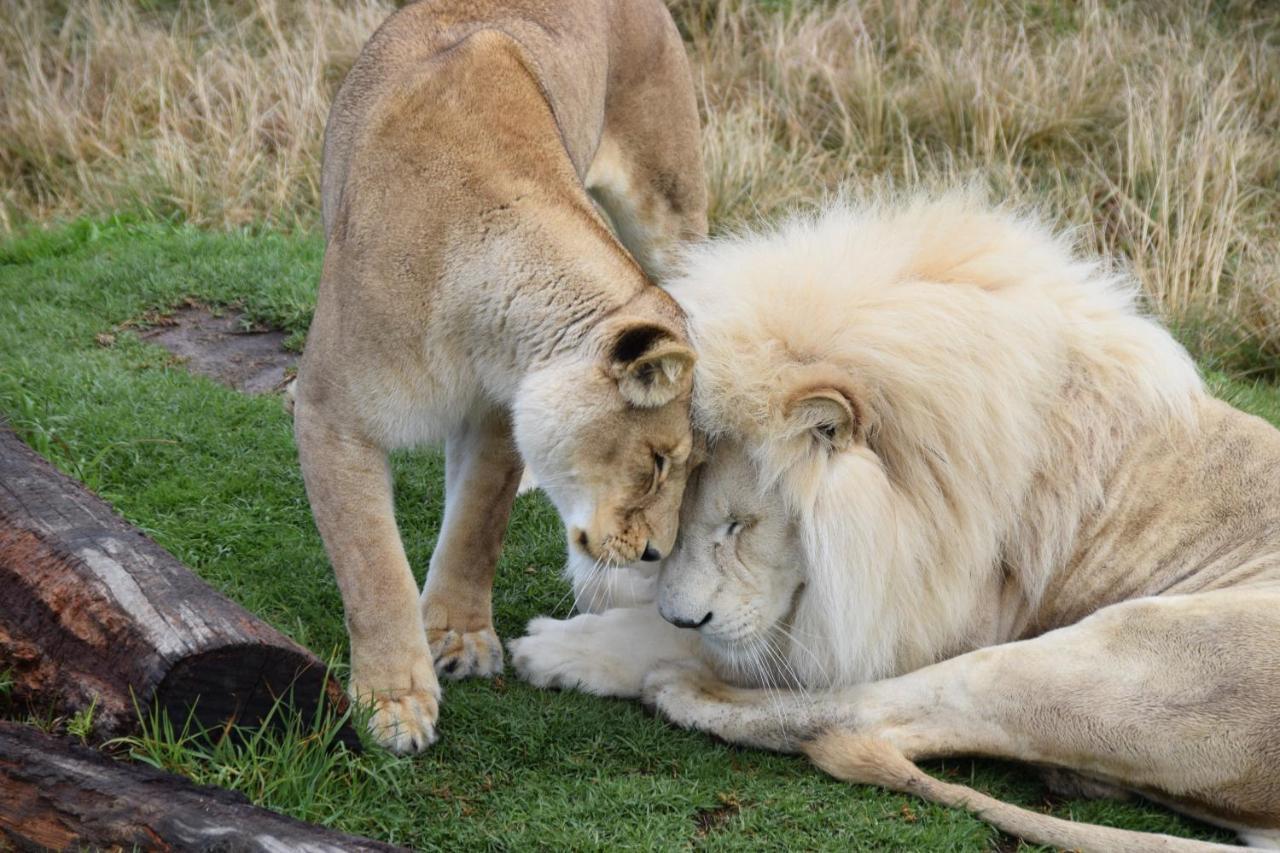 Tenikwa Wildlife Centre & Spa Plettenberg Bay Kültér fotó
